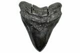 Fossil Megalodon Tooth - Massive River Meg #350774-1